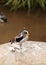 White-headed lapwing called Vanellus albiceps