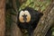 WHITE HEADED MALE SAKI pithecia pithecia ON A BRANCH