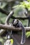 white-headed marmoset