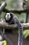 white-headed marmoset