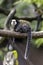 white-headed marmoset