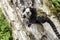 white-headed marmoset