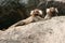 White-headed marmosets