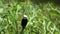 White headed marsh tyrant on grass