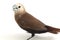 The white-headed munia Lonchura maja is a species of estrildid finch found in Indonesia, Malaysia, Singapore, Thailand and Vietn
