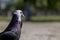 White-headed purple feathered dove in the garden