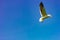 White headed sea gull in flight over the Arabian Sea near Dwarka, Gujarat, India