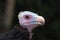 White-headed Vulture