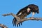 White headed vulture