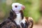 White-headed Vulture