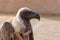 White headed Vulture