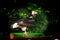 White headed vulture