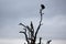 White-headed Vulture on bare tree trunk