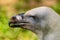 White-headed vulture. A large adult from the order Falconiformes and the family of hawks. Interesting animal feeds