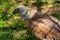 White-headed vulture. A large adult from the order Falconiformes and the family of hawks. Interesting animal feeds