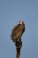 White-headed vulture perched on dead branch