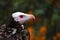 White-headed vulture portrait & x28;Trigonoceps occipitalis& x29;