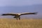 White-headed Vulture Trigonoceps occipitalis in flight