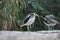 White-headed Wattled Lapwing (Vanellus albiceps)