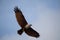 White headed wild eagle flight in the sky