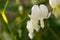 White hearth flowers