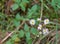 White Heath Aster - Symphyotrichum ericoides