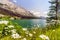 White heath asters by Maligne Lake, Jasper National Park, Albert