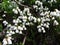 White heather blooming