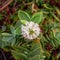 White Hebe Flower From Above