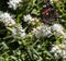 White hebe flower with a red admiral butterfly