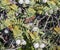 White hebe flower with a Small Tortoiseshell butterfly