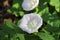 White Hedge Bindweed - Calystegia sepium