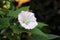 White Hedge Bindweed - Calystegia sepium