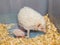 White Hedgehog with Babies in Plastic Bucket [Atelerix frontalis]