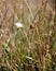 White helichrysum. photo