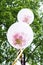 White helium balloon over tree