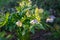 White hellebore Helleborus hybridus