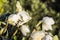 White hellebore with hoarfrost, Christmas Rose