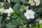 White hellebore lenten roses bloom conservatory