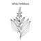 White hellebore Veratrum album , medicinal plant