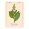 White hellebore Veratrum album , medicinal plant