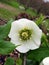 White Hellebore Winter Rose grows in the Fingerlakes