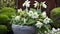 White Hellebores in a Garden Pot