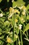 White Helleborine - Cephalanthera damasonium, Surlingham, Norfolk, England, UK