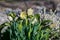 white helleborus blooming in springtime