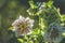 White helleborus flower with green leaves in backlit background