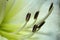 White Hemerocallis Macro