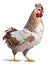 White hen ai Generate image