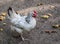 White hen in the domestic yard, a domesticated fowl