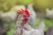 White hen on farm background. Domestic cock in a village